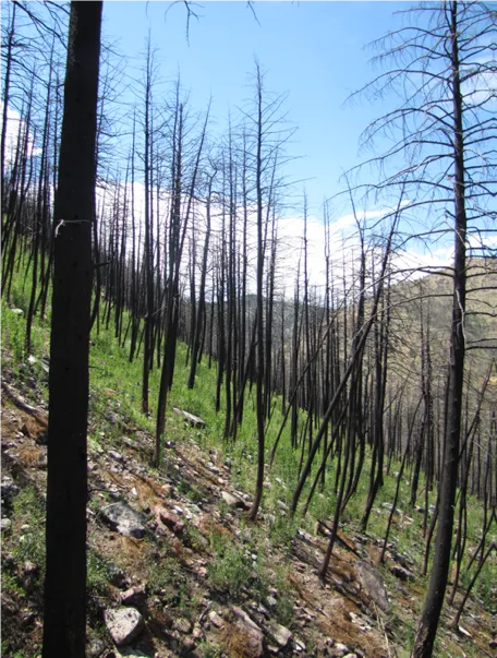 Green grass growing on a steep slope among burned, blackened tree trunks
